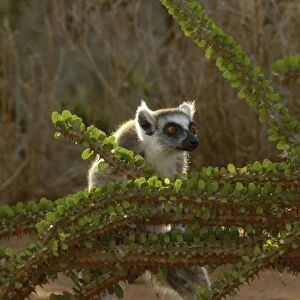 Ring-tailed lemur (Lemur catta) & Didieraeaceae, (Alluaudia ascendens) Berenty Reserve
