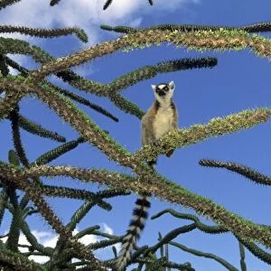 Ring-tailed Lemur, (Lemur catta), in Octopus Tree, feeding on Didierceae, Spiny Forest
