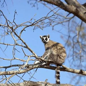 Ring-tailed Lemur (Lemur catta) warming in tree in morning sun, Berenty Lemur Reserve