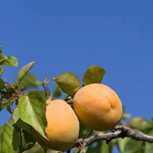 Ripe apricots grow on the tree in Oregon, USA