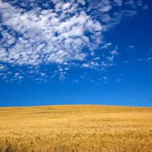 Ripe Wheat Field Print - Palouse, Washington Ripe Wheat Field Print - Palouse, Washington