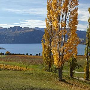 Rippon Vineyard and Lake Wanaka, Otago, South Island, New Zealand