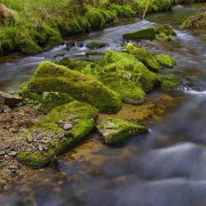River Grosse Ohe in the Bavarian Forest National Park near Sankt Oswald, Germany, Bavaria