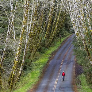 Road bicycling on the Hoh Road in Olympic National Forest, Washington State, USA (MR)