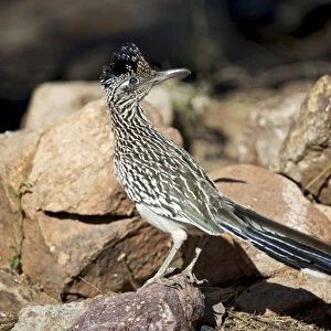A Road runner pauses momentarily on its search on the desert floor for grubs