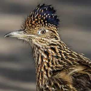Roadrunner in Palm Springs, California, USA Roadrunner in Palm Springs, California, USA