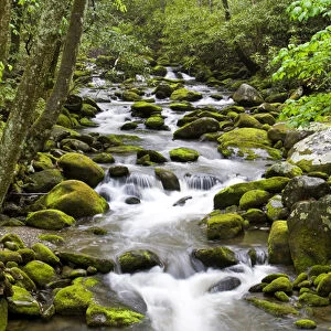 Roaring Fork in spring along Roaring Fork Motor Trail, Great Smoky Mountains National Park