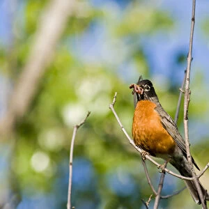 Robin with mouthful of worms at Theodore Roosevelt National Park in North Dakota