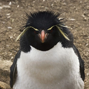 Rockhopper Penguin (Eudyptes chrysocome chrysocome) Pebble Island. Off north coast