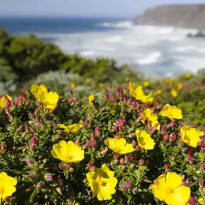 Rockrose or false sun-rose or halimium (Cistus, Halimium calycinum) at the Costa Vicentina Rockrose or false sun-rose or halimium (Cistus, Halimium calycinum) at the Costa Vicentina