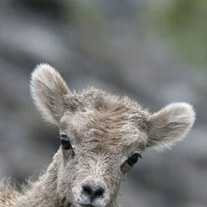 Rocky Mountain Bighorn Sheep Lamb