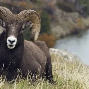Rocky Mountain Bighorn Sheep Ram Rocky Mountain Bighorn Sheep Ram