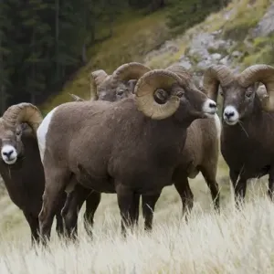 Rocky Mountain Bighorn Sheep Rams Rocky Mountain Bighorn Sheep Rams