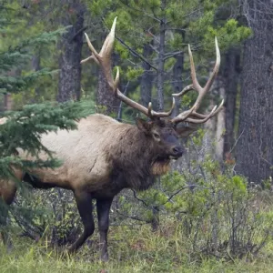 Rocky Mountain Bull Elk Rocky Mountain Bull Elk