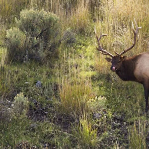 Rocky Mountain Bull Elk