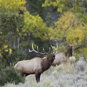Rocky Mountain bull elk bugling