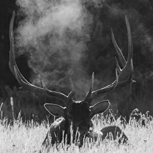 Rocky Mountain Bull Elk, bugling after effects