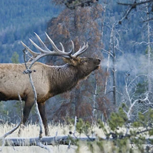 Rocky Mountain bull elk morning bugle