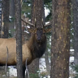 Rocky Mountain Bull Elk Print in Thick Timber