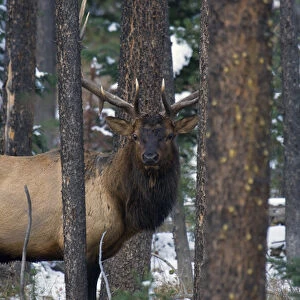 Rocky Mountain Bull Elk in thick timber