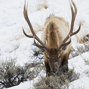 Rocky Mountain bull elk, winter survival