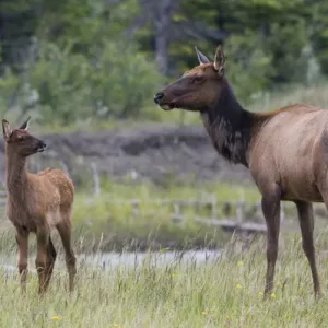 Rocky Mountain Cow Elk with Calf Print Rocky Mountain Cow Elk with Calf Print