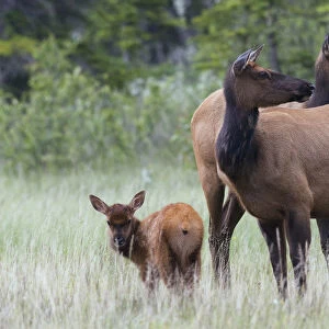 Rocky Mountain Cow Elk with Calf