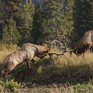 Rocky Mountain elk bull fighting