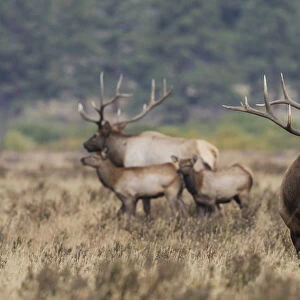 Rocky Mountain elk, the rut
