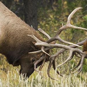 Rocky Mountain Elk, sparring bulls