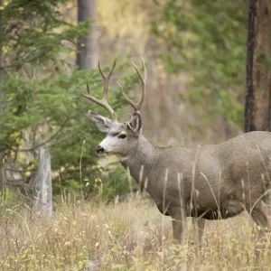 Rocky Mountain Mule Deer Buck Print Rocky Mountain Mule Deer Buck Print