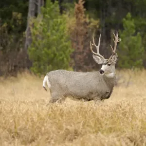 Rocky Mountain Mule Deer Print Rocky Mountain Mule Deer Print