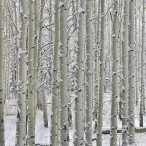 Rocky Mountains aspen grove autumn snows Keebler Pass Colorado Rocky Mountains aspen grove autumn snows Keebler Pass Colorado