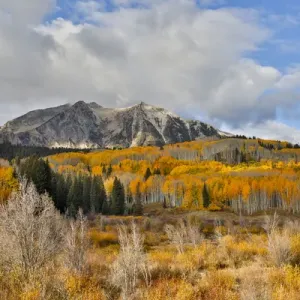 Rocky Mountains Colorado Fall Colors of Aspens, Keebler Pass, with mountain looming above Rocky Mountains Colorado Fall Colors of Aspens, Keebler Pass, with mountain looming above