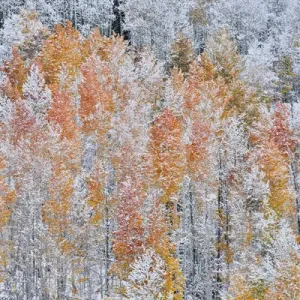 Rocky Mountains Colorado Fall Colors of Aspens and fresh snow Keebler Pass Rocky Mountains Colorado Fall Colors of Aspens and fresh snow Keebler Pass