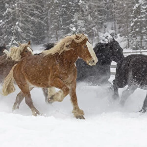 Rodeo horses running during winter roundup, Kalispell, Montana