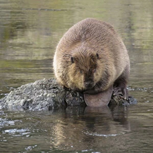 Rogue River, Oregon, USA. Beaver sitting on a rock in a stream in a wilderness area