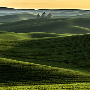 Rolling hills covered in wheat at sunset, Palouse region of eastern Washington