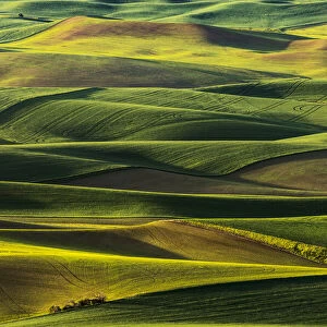 Rolling hills of emerging wheat crops in spring, elevated view from Steptoe Butte State