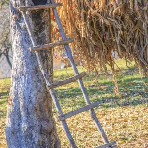 Romania Maramures County, Dobricu Lapusului. Hand-made ladder leaning on tree