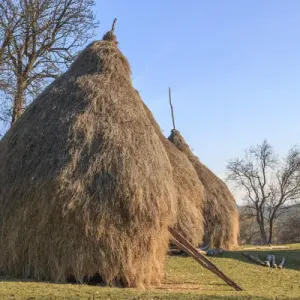 Romania Maramures County, Dobricu Lapusului. Hay stacks