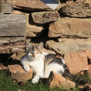 Romania Maramures County, Dobricu Lapusului. Cat leaning against stone wall