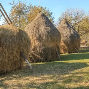 Romania Maramures County, Dobricu Lapusului. Hay stack