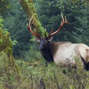 Roosevelt Bull Elk Print Roosevelt Bull Elk Print
