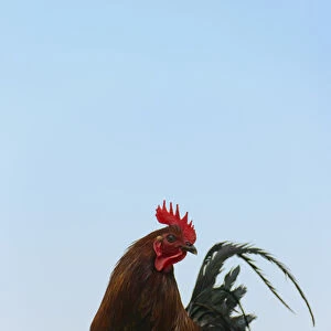 Rooster, Banaue, Ifugao Province, Philippines