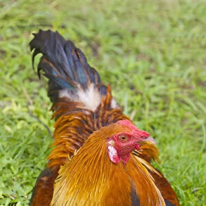 Rooster, Palau