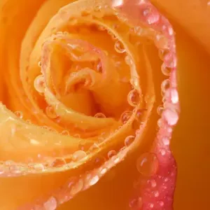 Rose close-up with dew. Credit as: Nancy Rotenberg / Jaynes Gallery / DanitaDelimont