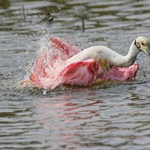 Roseate spoonbill bathing, South Padre Island, Texas