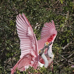 Roseate spoonbills fighting over nesting territory in rookery, Stick Marsh, Florida