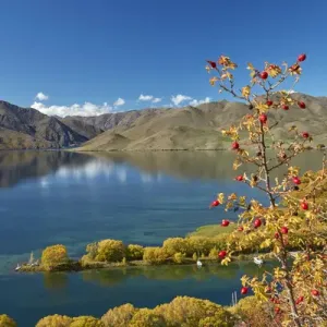 Rosehip berries and Sailors Cutting in autumn, Lake Benmore, Waitaki Valley, North Otago Rosehip berries and Sailors Cutting in autumn, Lake Benmore, Waitaki Valley, North Otago
